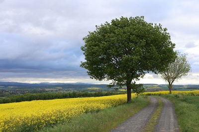 Tree on field against sky