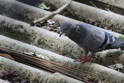 Close-up of bird perching outdoors