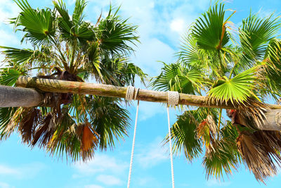 Low angle view of coconut palm tree against sky