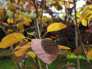 Close-up of yellow flowering plant leaves