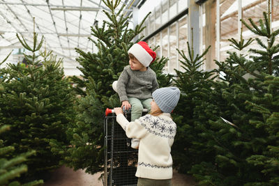 Sister band brother choose a christmas tree at a market.