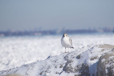 Seagull perching on snow