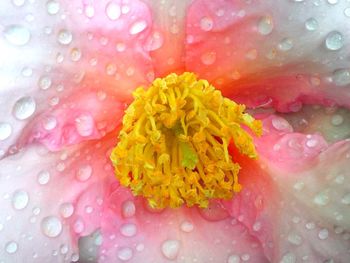 Close-up of water drops on flower