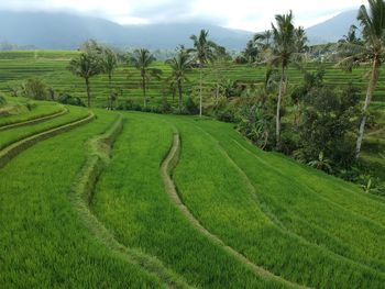 Scenic view of rice field against sky