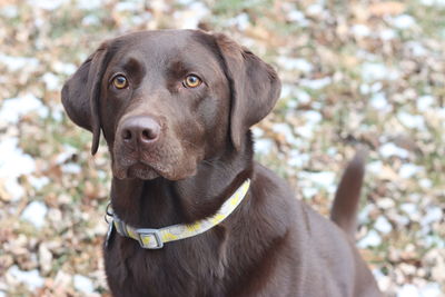 Chocolate lab in fall