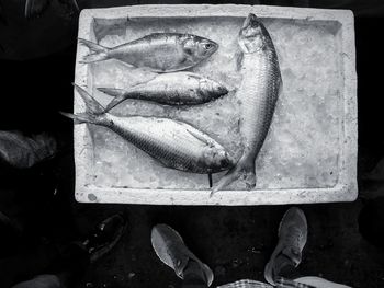 High angle view of fish for sale in market