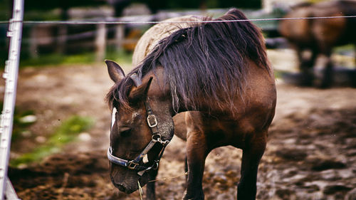 Close-up of a horse on field