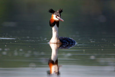 The great crested grebe on crna mlaka fishpond