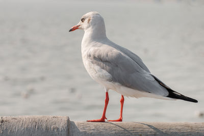 Seagull stand and looking on the sea.