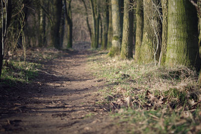 Dirt road amidst trees in forest