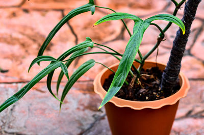 Philodendron holtonianum in my garden