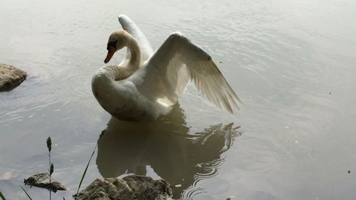 Swan swimming in lake