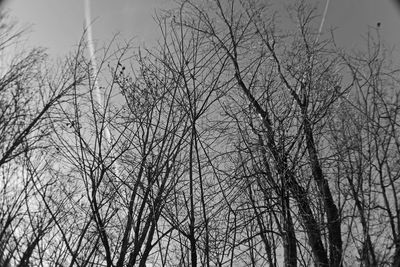 Low angle view of bare trees against sky