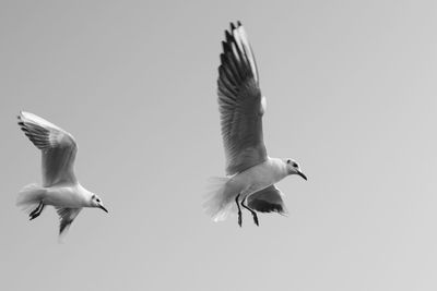 Low angle view of seagulls flying against clear sky