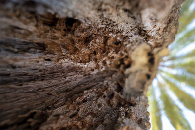 Close-up of tree trunk