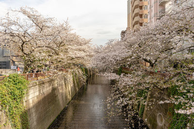 View of cherry blossom along canal