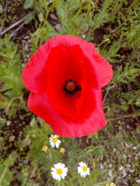 Close-up of insect on red poppy