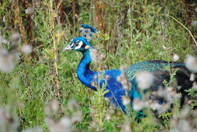 Peacock perching on field