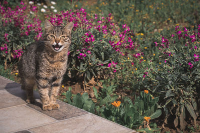 Portrait of a cat