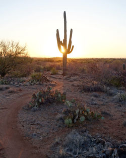 Cactus growing on field against sky during sunset