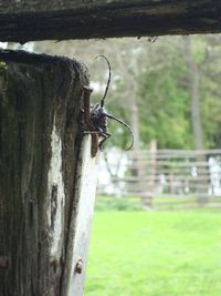 Close-up of insect on wood