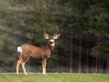Deer standing outdoors