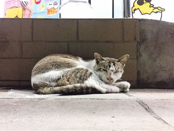 Portrait of cat on retaining wall