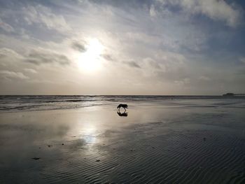 Scenic view of sea and dog against sky during sunset