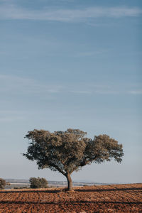 Tree on landscape against the sky