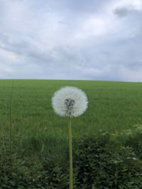 Dandelion on field against sky