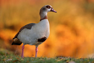 An egyptian goose with an autumnal background 