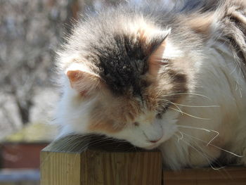 Close-up of cat sleeping