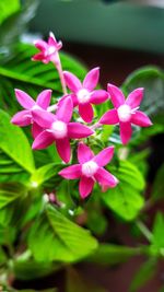 Close-up of pink flowers blooming outdoors