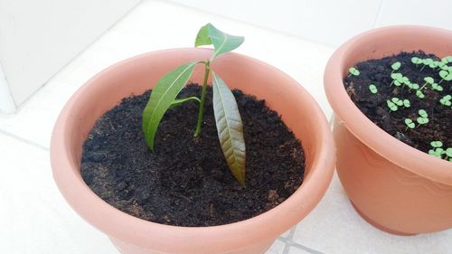 High angle view of potted plant