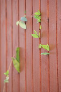 Close-up of plant growing outdoors