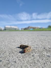 Close-up of insect on beach