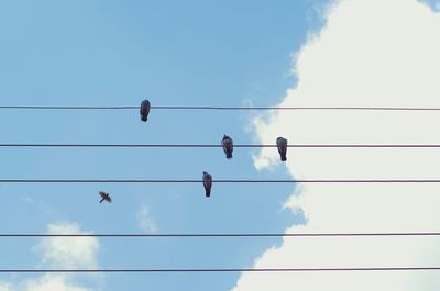 Low angle view of birds flying against sky