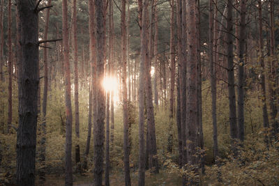 Trees in forest