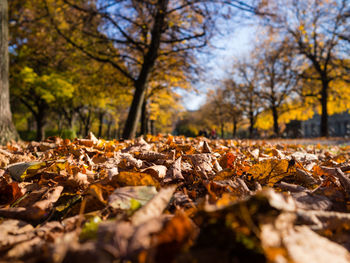 Surface level of autumn leaves on ground