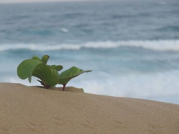Plant growing on beach