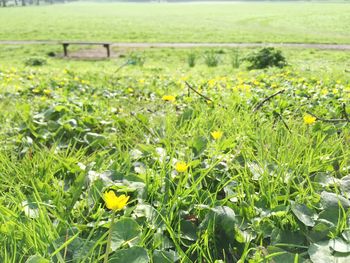 Yellow flowers growing in field