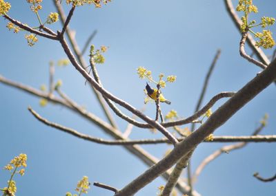 Low angle view of flower tree against clear sky