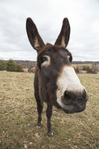 Close-up of donkey standing on field