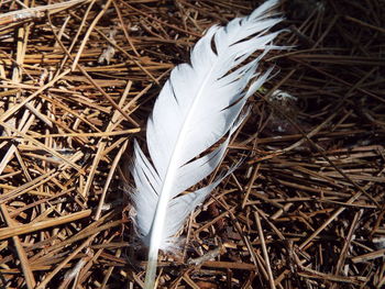 Close-up of feather on hay