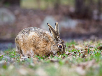 Close-up of a animal on field