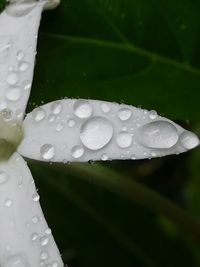 Close-up of water drops on glass