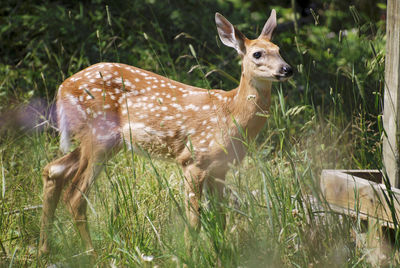 Deer standing on field