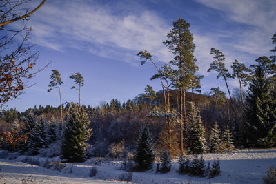 Trees in forest against sky during winter