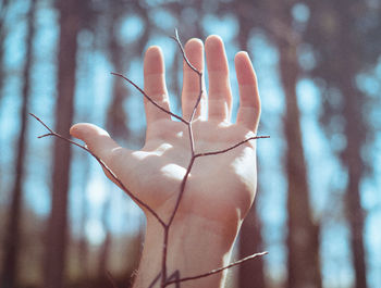 Close-up of hand holding stick against trees in forest