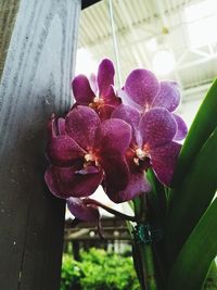 Close-up of purple flower